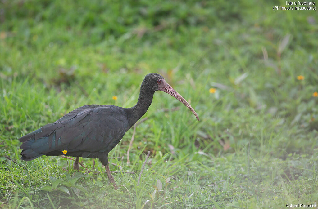 Ibis à face nue