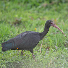 Ibis à face nue