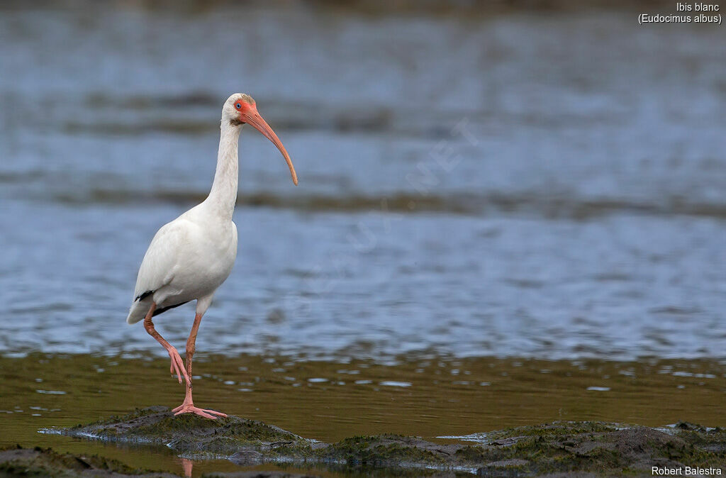 Ibis blanc