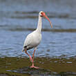 Ibis blanc