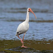 American White Ibis