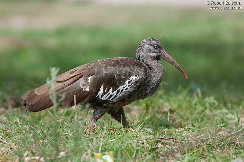 Ibis caronculé