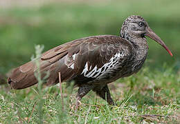 Wattled Ibis