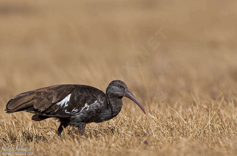 Ibis caronculéadulte