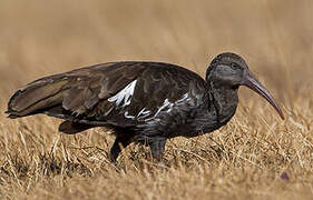 Wattled Ibis