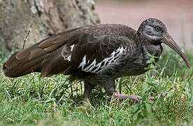 Wattled Ibis