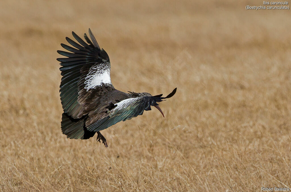 Ibis caronculé