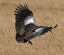 Wattled Ibis