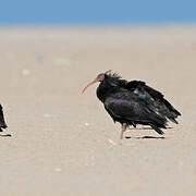 Northern Bald Ibis