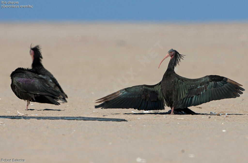 Northern Bald Ibis