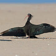 Northern Bald Ibis