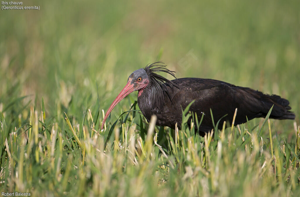 Northern Bald Ibis