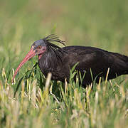 Northern Bald Ibis