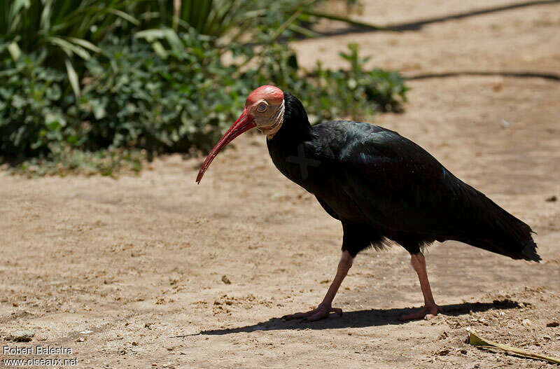 Ibis du Capadulte, identification