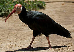 Southern Bald Ibis