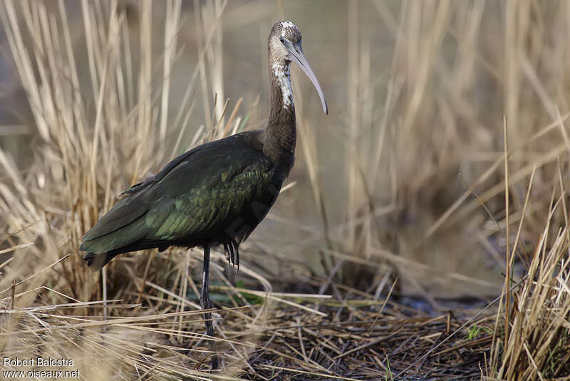 Ibis falcinellejuvénile, identification