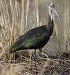 Ibis falcinelle