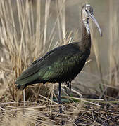 Glossy Ibis