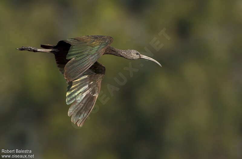 Glossy Ibisadult, Flight