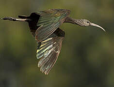 Ibis falcinelle