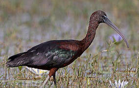 Glossy Ibis