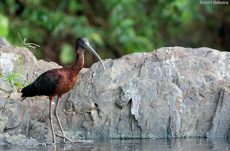 Ibis falcinelle