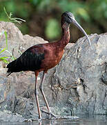 Glossy Ibis