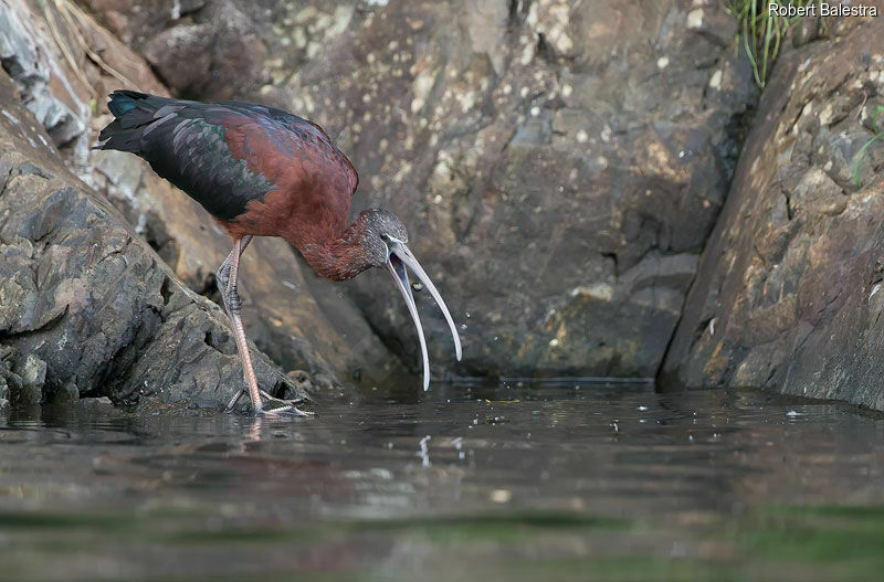 Ibis falcinelle