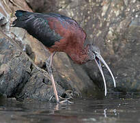 Ibis falcinelle