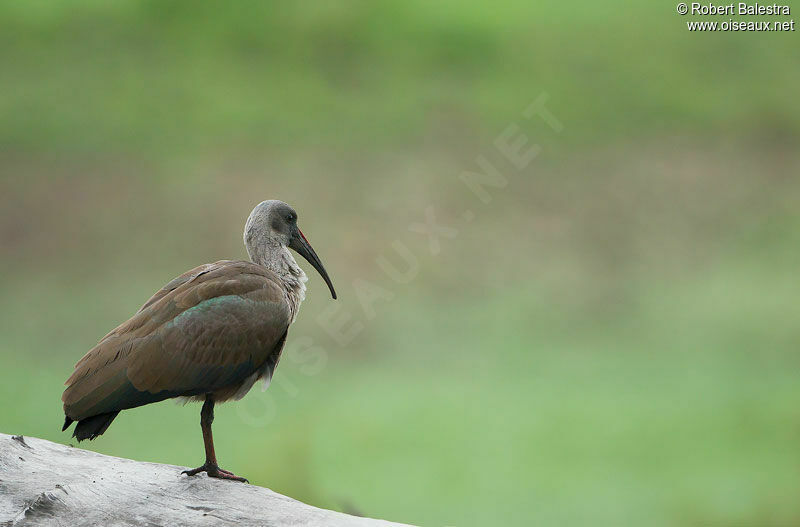 Ibis hagedashadulte