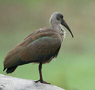 Hadada Ibis