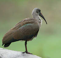 Ibis hagedash