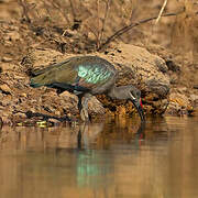 Hadada Ibis