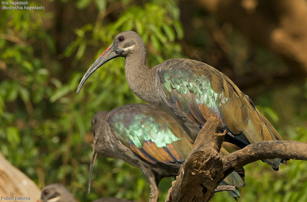 Hadada Ibis