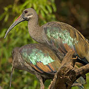 Hadada Ibis