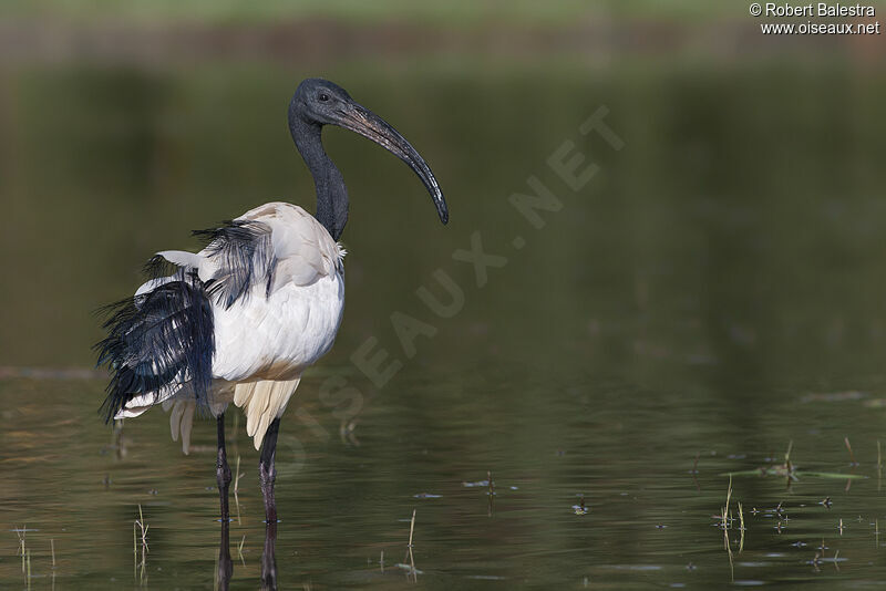 African Sacred Ibis