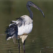 African Sacred Ibis