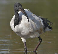 African Sacred Ibis