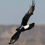 Aigle de Verreaux