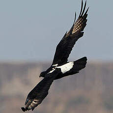 Aigle de Verreaux