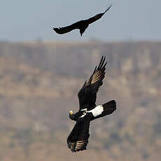 Aigle de Verreaux