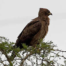 Aigle de Wahlberg