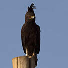 Aigle huppard