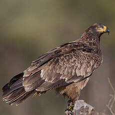 Aigle ravisseur