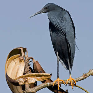 Aigrette ardoisée