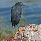 Aigrette ardoisée