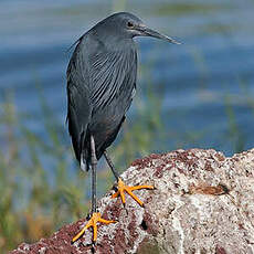 Aigrette ardoisée