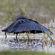 Aigrette ardoisée