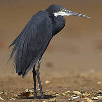 Aigrette des récifs