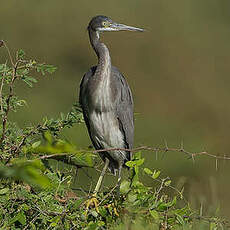 Aigrette des récifs